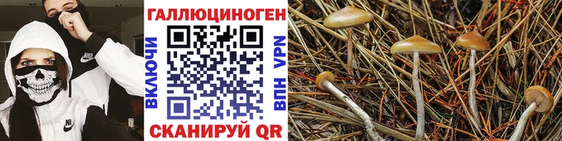 Галлюциногенные грибы Cubensis  Алексин 